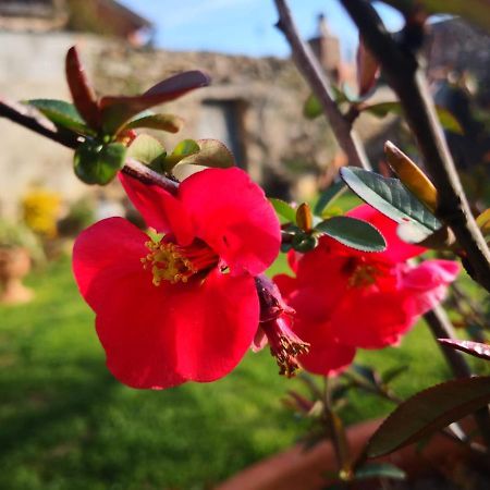 Bed and Breakfast Zia Chiarina San Nicolo Gerrei Exterior foto